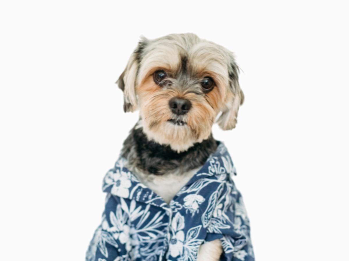 Рубашка для собак "Snoopy doggy"